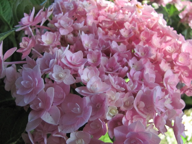 Hydrangea macrophylla 'Jomari' roze (syn. 'Hanabi Roze') Vuurwerk Roze HovariaÂ® Hortensia