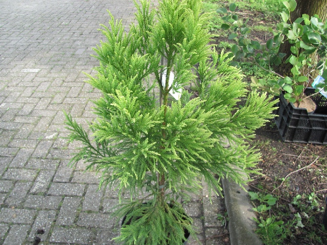 Cryptomeria japonica 'Barabits Gold' Goudkleurige Japanse Ceder