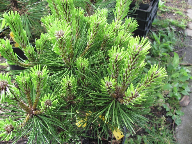 Pinus thunbergii 'Shiogura' Bolvormige Dwergden