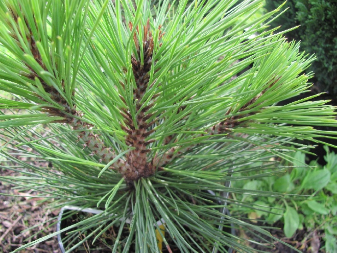 Pinus jeffreyi 'Joppi' Compacte Dwergden