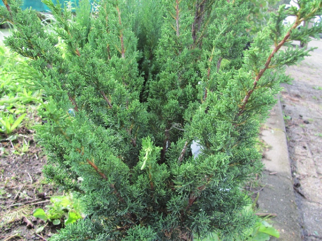 Juniperus chinensis 'Blaauw' Jeneverbes