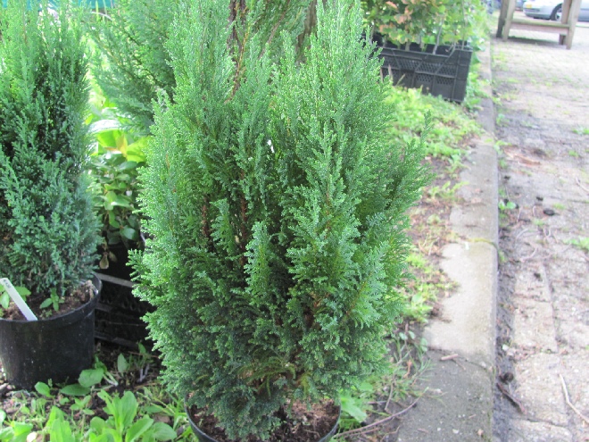 Chamaecyparis lawsoniana 'Ellwood's Gold' Goud Cypres