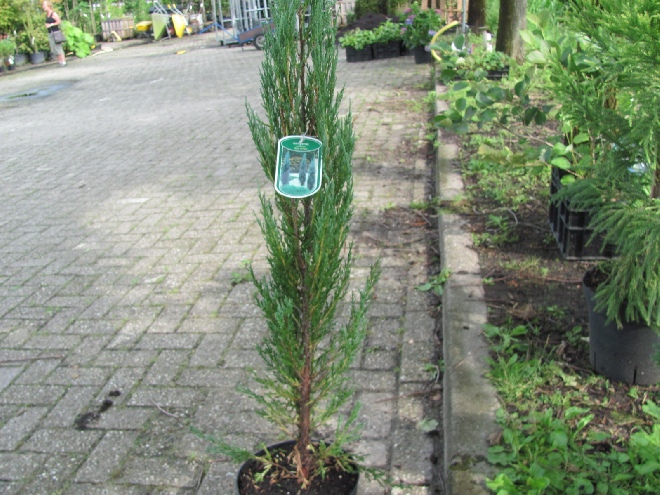 Juniperus scopulorum 'Blue Arrow' Opgaande Jeneverbes