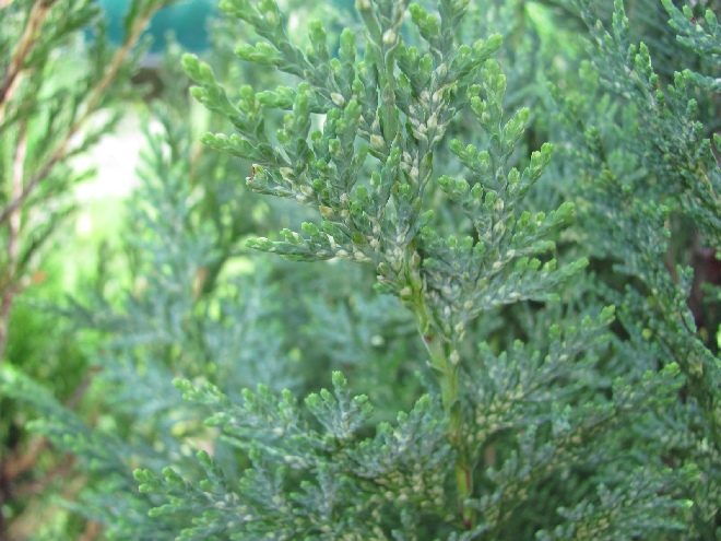 Chamaecyparis lawsoniana 'White Spot' Blauwe Schijncypres