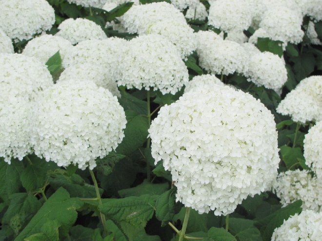 Hydrangea arborescens 'Annabelle' Amerikaanse Hortensia, Sneeuwbalhortensia