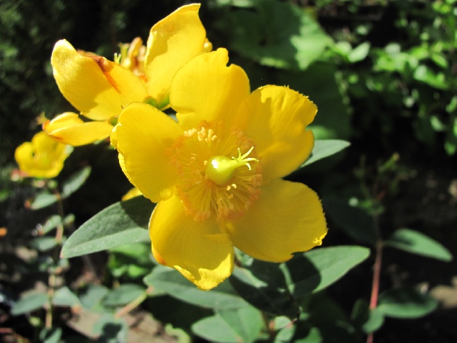 Hypericum 'Hidcote' ST-janskruid