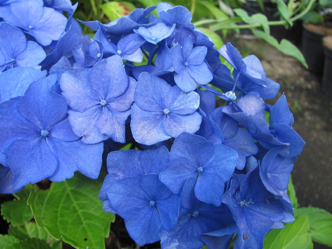 Hydrangea macrophylla 'Renate Steiniger' Hortensia