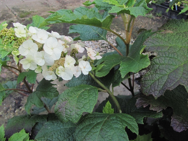 Hydrangea quercifolia 'Flemygea' (Snow Queen) Eikenbladhortensia