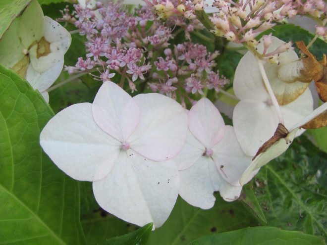 Hydrangea macrophylla 'Libelle' Teller Hortensia