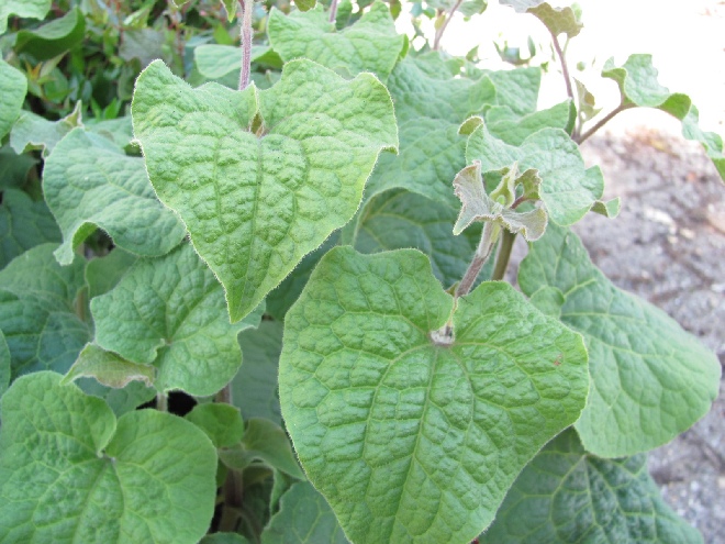 Saruma henryi Behaarde Mansoor