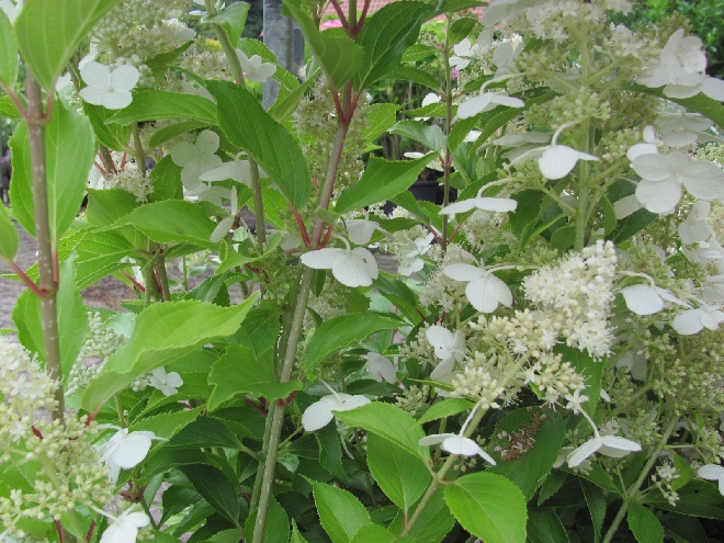 Hydrangea paniculata 'Kyushu' Schapekophortensia, Pluimhortensia