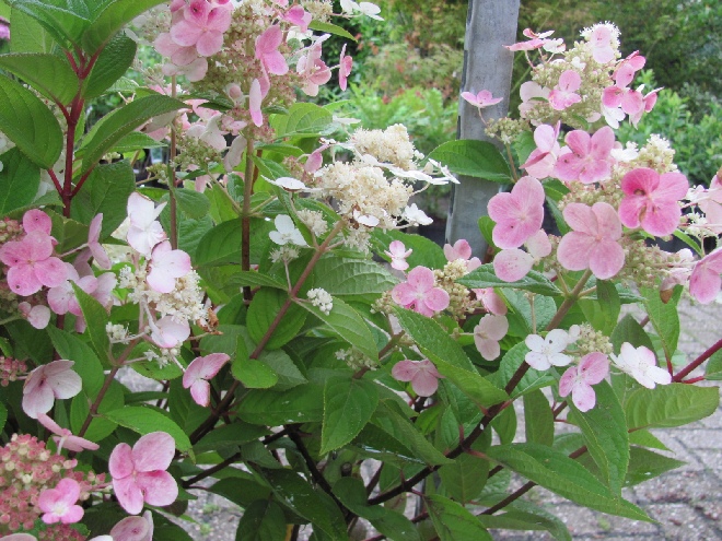 Hydrangea paniculata 'Bulk' (Early Sensation) Schapekophortensia, Pluimhortensia