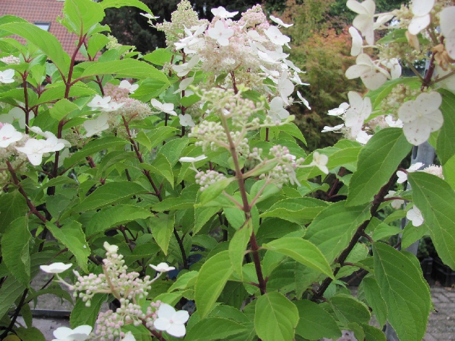 Hydrangea paniculata 'Last Post' Schapekophortensia, Pluimhortensia