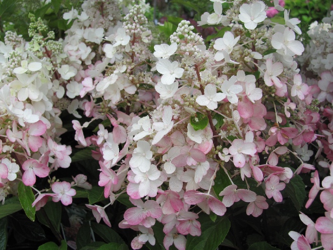 Hydrangea paniculata 'DVPPinky' (Pinky Winky) Schapekophortensia, Pluimhortensia