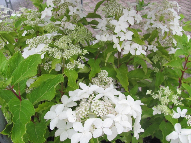 Hydrangea paniculata 'White Lady'  Schapekophortensia, Pluimhortensia