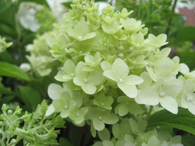 Hydrangea paniculata 'Bokraflame' (Magical Candle) Schapekophortensia, Pluimhortensia