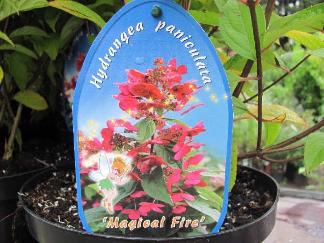 Hydrangea paniculata 'Bokraplume' (Magical Fire) Schapekophortensia, Pluimhortensia