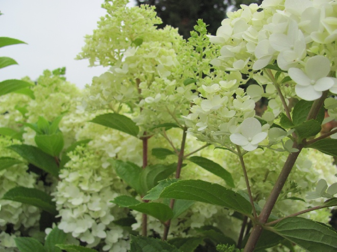 Hydrangea paniculata 'Kolmagimo' (Magical Moonlight) Schapekophortensia, Pluimhortensia