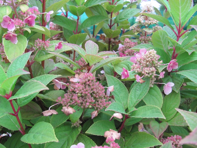 Hydrangea paniculata 'Bokratorch' (Magical Flame) Schapekophortensia, Pluimhortensia