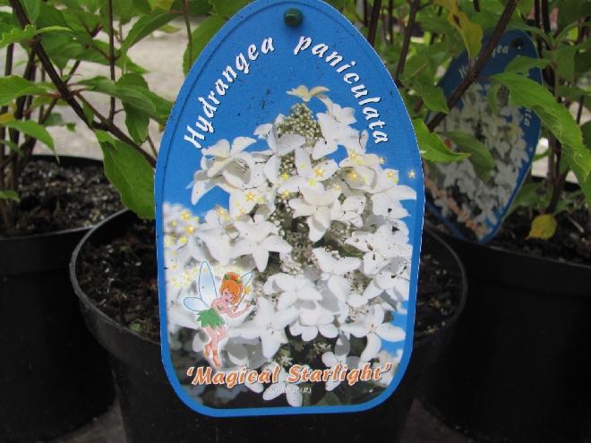 Hydrangea paniculata 'Degustar' (Magical Starlight) Schapekophortensia, Pluimhortensia