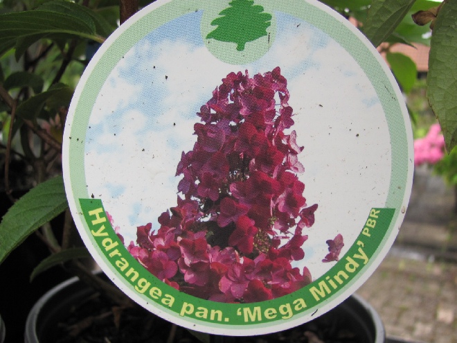 Hydrangea paniculata 'Ilvomindy' (Mega Mindy) Schapekophortensia, Pluimhortensia