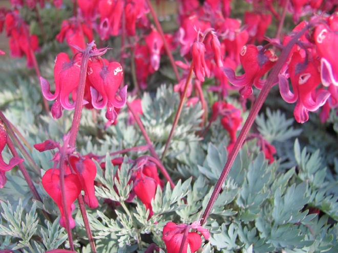 Dicentra 'Red Fountain' (syn. dicentra formosa 'Red Fountain') Gebroken Hartje