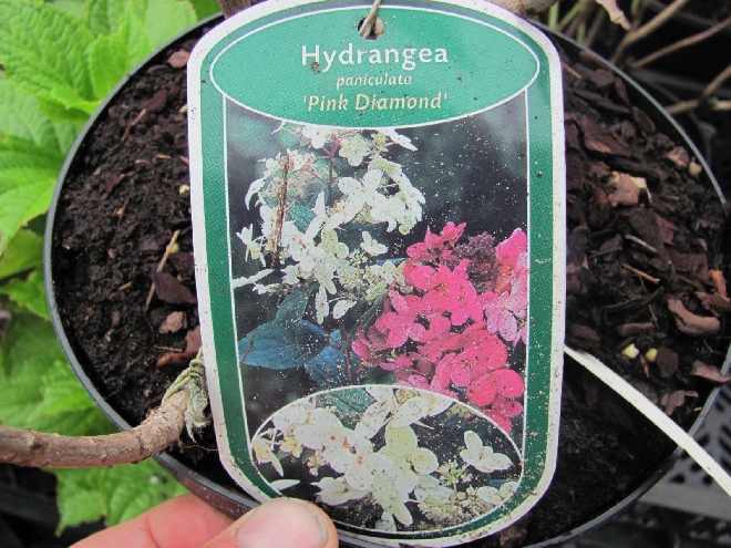 Hydrangea paniculata 'Pink Diamond' Schapekophortensia, Pluimhortensia