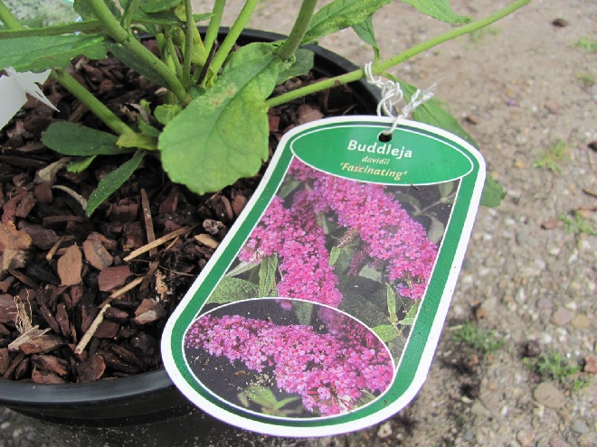 Buddleja davidii 'Fascinating' Vlinderstruik