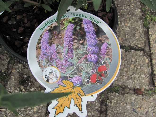 Buddleja davidii 'Nanho Purple' Vlinderstruik
