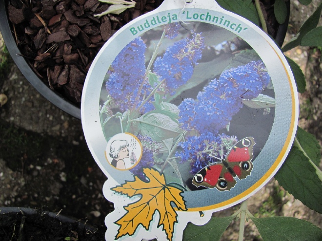 Buddleja 'Lochinch' Vlinderstruik