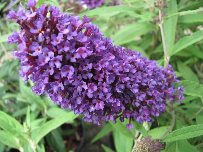 Buddleja davidii 'Pyrkeep' (Purple Emperor) Vlinderstruik