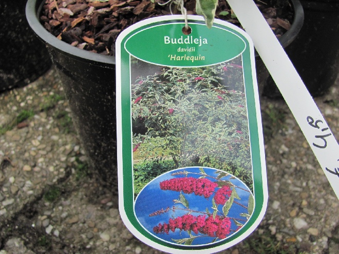 Buddleja davidii 'Harlequin' Vlinderstruik