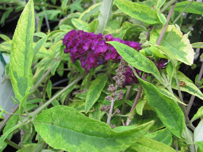 Buddleja davidii 'Santana' Vlinderstruik