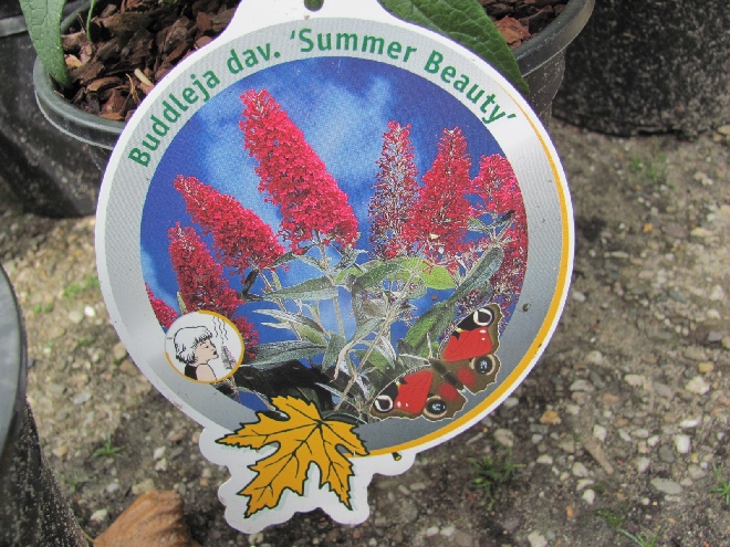 Buddleja davidii 'Summer Beauty' Vlinderstruik