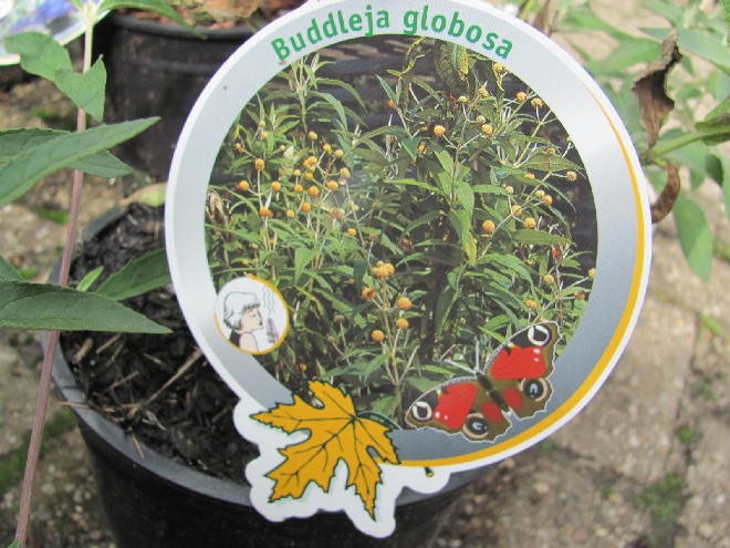 Buddleja globosa Vlinderstruik