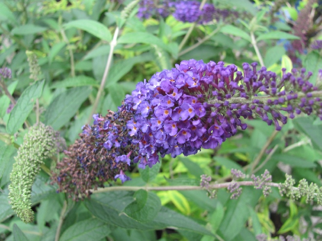 Buddleja davidii 'Empire Blue' Blauwe Vlinderstruik