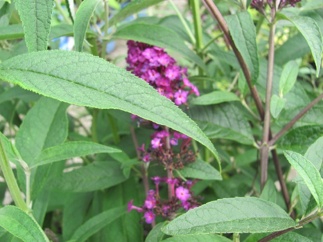 Buddleja davidii 'Royal Red' Vlinderstruik