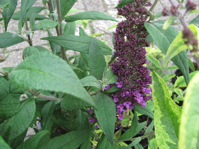 Buddleja davidii 'Peakeep' Vlinderstruik PEAKOCK