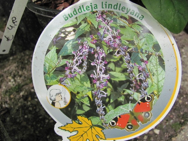 Buddleja lindleyana Vlinderstruik