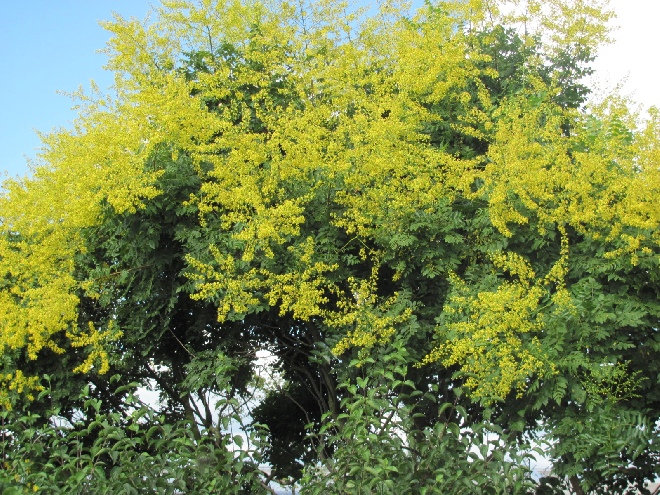 Koelreuteria paniculata Chinese Vernisboom, Lampionboom, Blazenboom