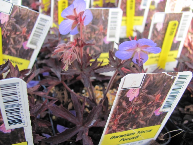 Geranium pratense 'Hocus Pocus'  Ooievaarsbek