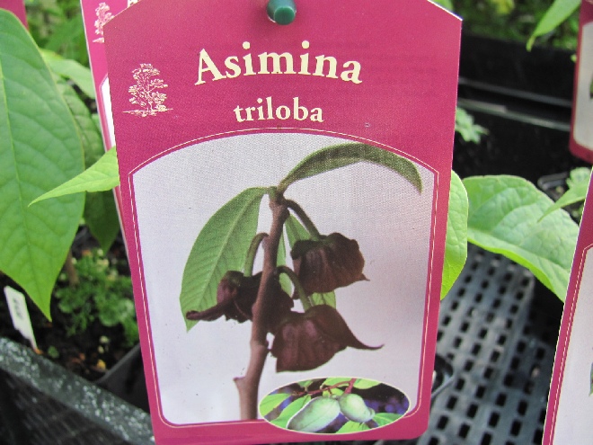 Asimina triloba Indianenbanaan, PawPaw
