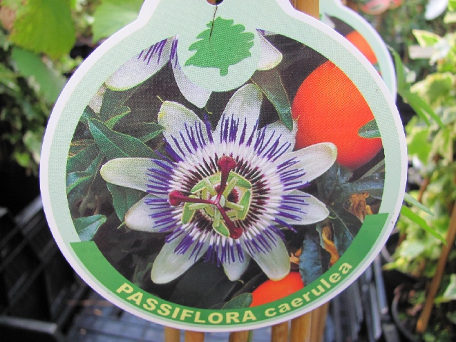 Passiflora caerulea Passiebloem