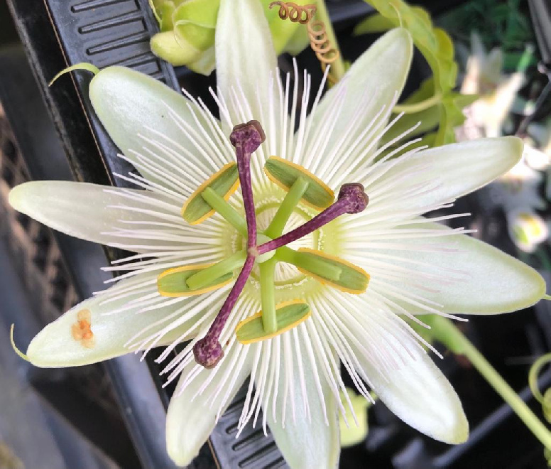 Passiflora caerulea 'Constance Elliott' Witte Passiebloem