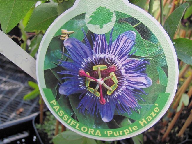 Passiflora 'Purple Haze' Paarse Passiebloem