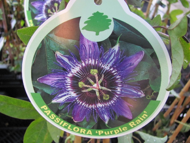 Passiflora 'Purple Rain' Passiebloem