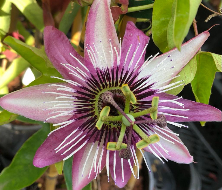 Passiflora violacea 'Victoria' Passiebloem