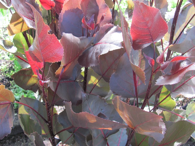 Populus deltoides 'Purple Tower' Roodbladige Populier