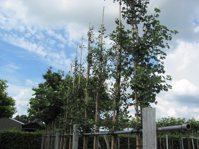 Ginkgo biloba Japanse Notenboom, Waaierboom, Eendepootboom