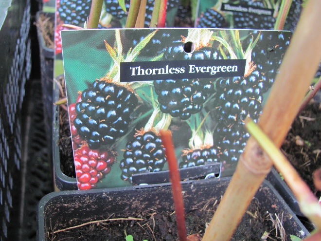 Rubus fruticosus 'Thornless Evergreen' Braam